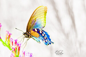 A colorful pipevine swallowtail butterfly feeds peacefully on a bunch of purple, dense blazing star flowers.