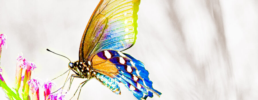 A colorful pipevine swallowtail butterfly feeds peacefully on a bunch of purple, dense blazing star flowers.