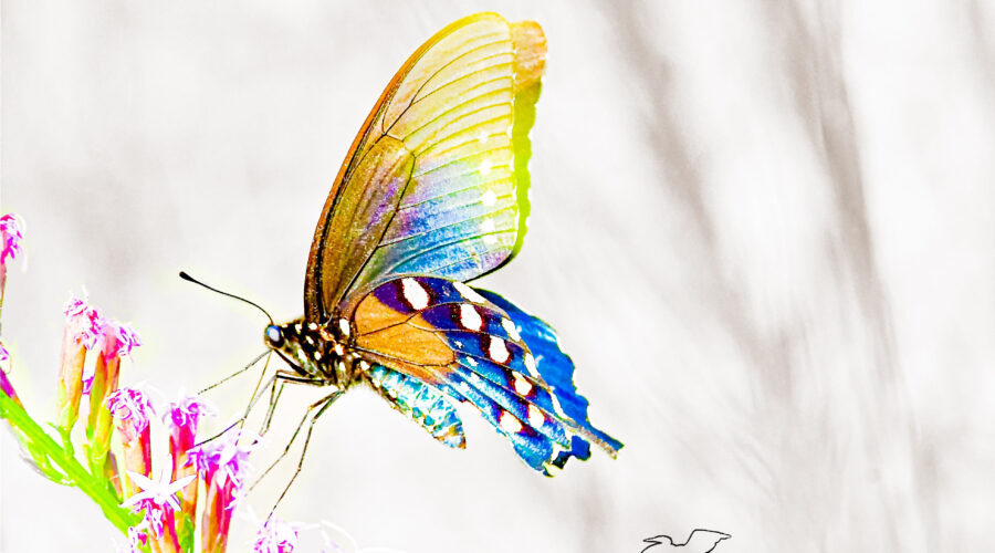A colorful pipevine swallowtail butterfly feeds peacefully on a bunch of purple, dense blazing star flowers.