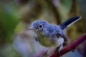 A blue grey gnatcatcher poses for just a minute on a pokeweed branch.