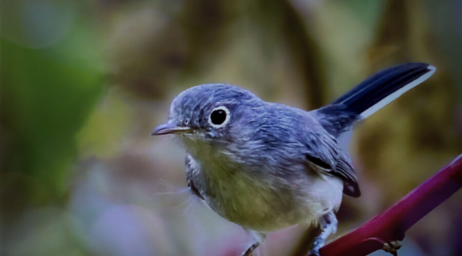 A blue grey gnatcatcher poses for just a minute on a pokeweed branch.