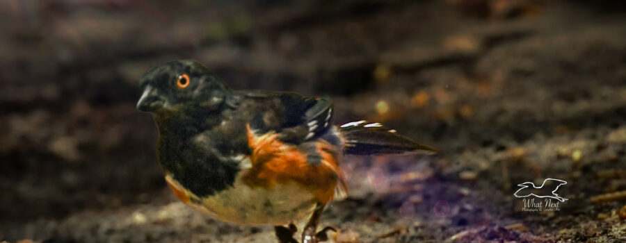 A male eastern towhee takes off in flight from the ground.