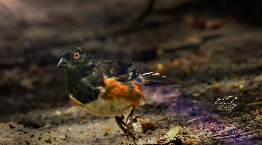 A male eastern towhee takes off in flight from the ground.