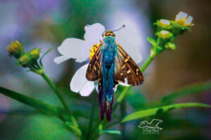 A bean leaf roller butterfly shows off the beautiful colors that adorn its back.
