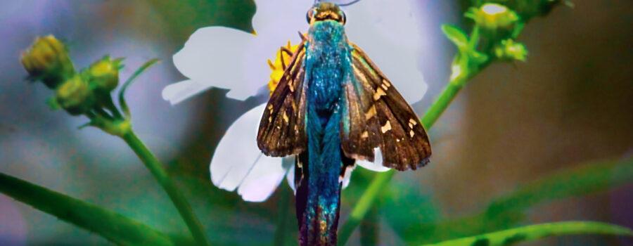 A bean leaf roller butterfly shows off the beautiful colors that adorn its back.