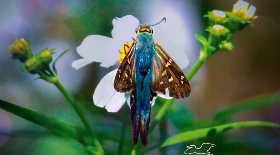 A bean leaf roller butterfly shows off the beautiful colors that adorn its back.