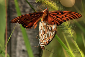 Two gulf fritillary butterflies are paired together while mating.