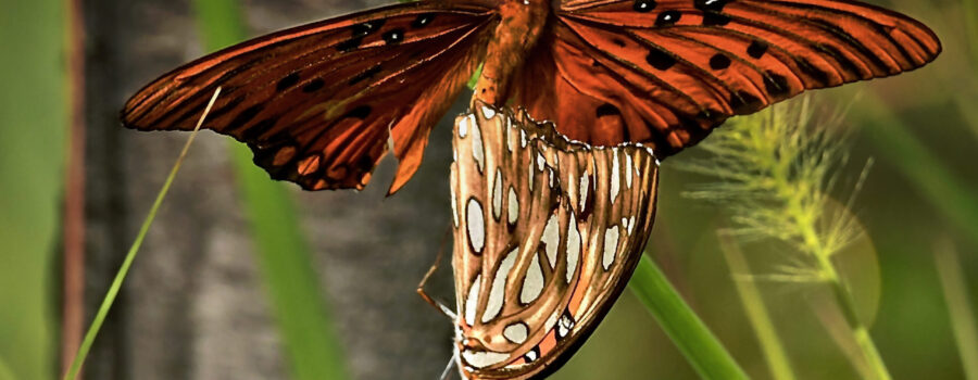 Two gulf fritillary butterflies are paired together while mating.
