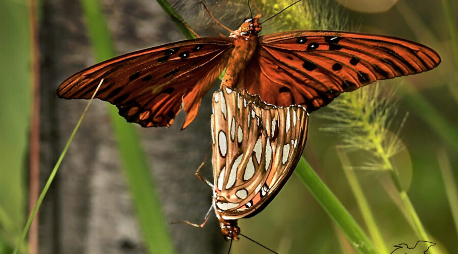 Two gulf fritillary butterflies are paired together while mating.