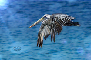 A brown pelican flies out over the blue waves of the sea, ever vigilant for signs of prey.