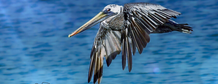 A brown pelican flies out over the blue waves of the sea, ever vigilant for signs of prey.