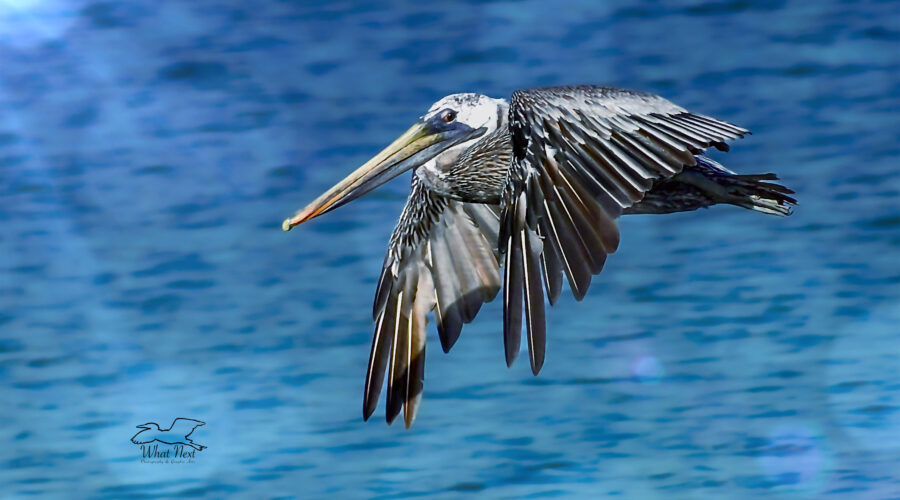 A brown pelican flies out over the blue waves of the sea, ever vigilant for signs of prey.