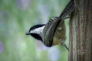 A black and white Carolina chickadee perches momentarily on a wooden post.