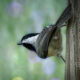 Carolina Chickadees are Happy, Energetic Little Birds
