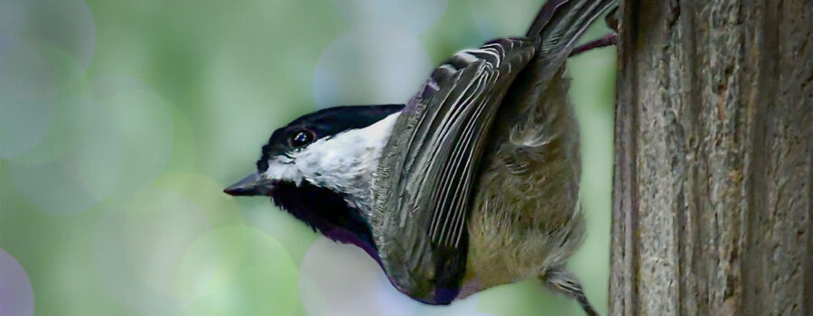 A black and white Carolina chickadee perches momentarily on a wooden post.
