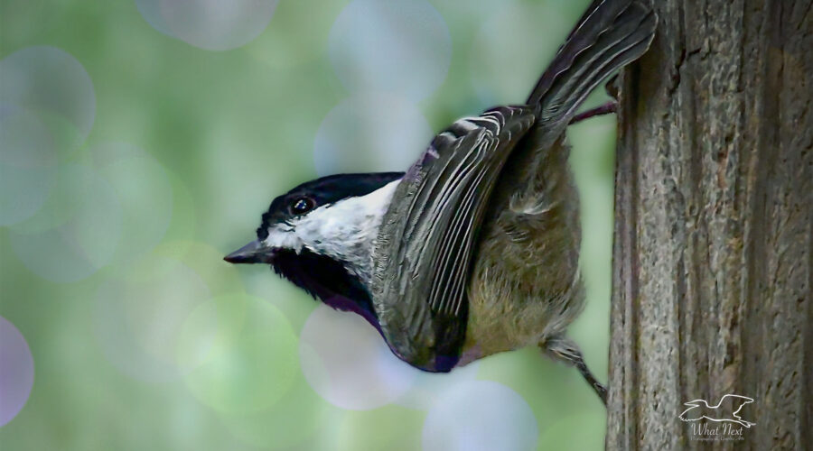 A black and white Carolina chickadee perches momentarily on a wooden post.