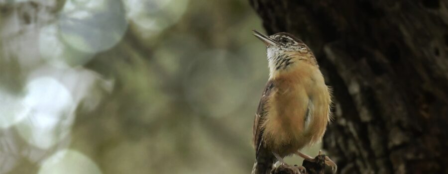 Wrens often sing from a high perch so that they can broadcast their song as far as possible.