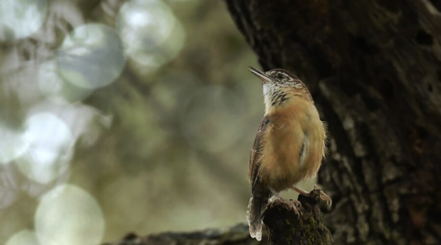 Wrens often sing from a high perch so that they can broadcast their song as far as possible.