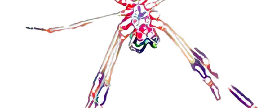 A colorful water color rendition of a golden web weaver spider shows a stylized version of the underside of its body and legs.