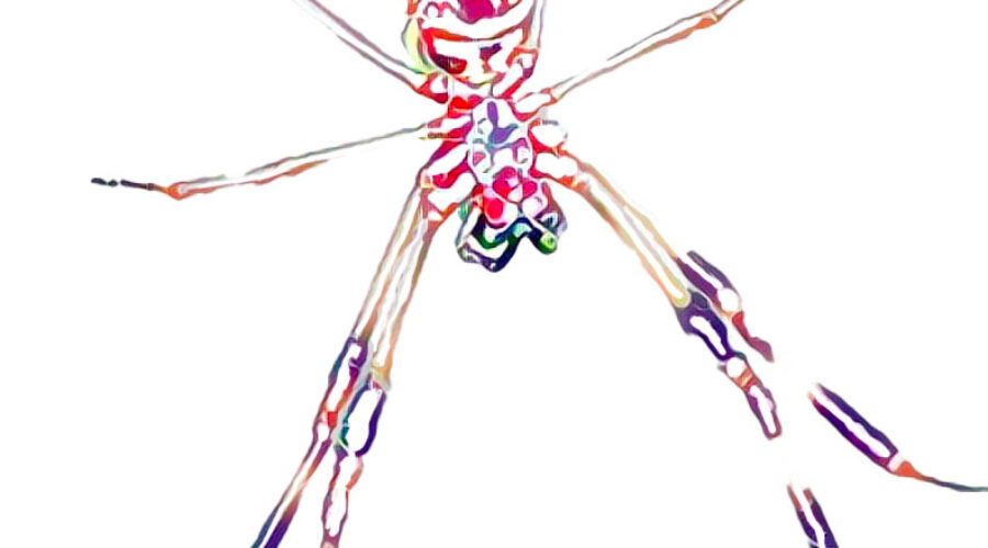 A colorful water color rendition of a golden web weaver spider shows a stylized version of the underside of its body and legs.