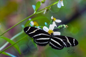 A zebra Longwing holds its wings open showing scars from some previous incident on the right forewing.