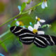 The Zebra Longwing is a Beautiful Butterfly
