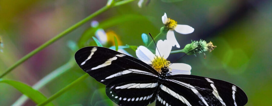 A zebra Longwing holds its wings open showing scars from some previous incident on the right forewing.