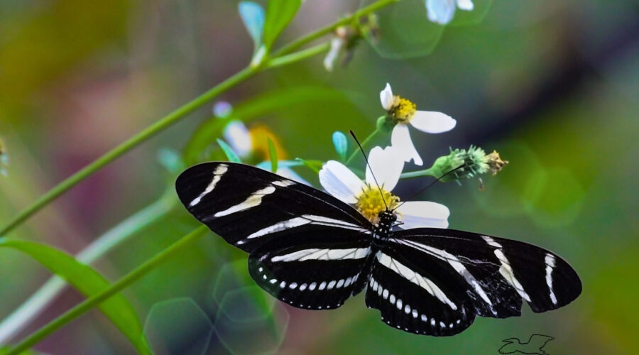 A zebra Longwing holds its wings open showing scars from some previous incident on the right forewing.