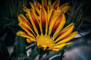 Treasure flowers are a highly cultivated ornamental flower that are popular in drought prone areas.