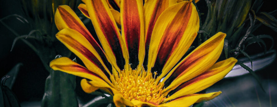 Treasure flowers are a highly cultivated ornamental flower that are popular in drought prone areas.