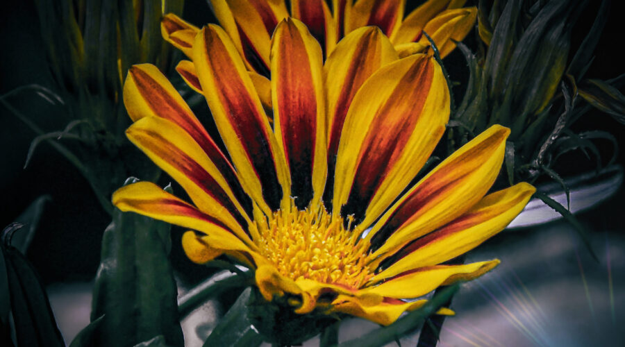 Treasure flowers are a highly cultivated ornamental flower that are popular in drought prone areas.