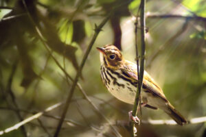 This little oven bird has just recently arrived in central Florida, one of the first fall visitors.