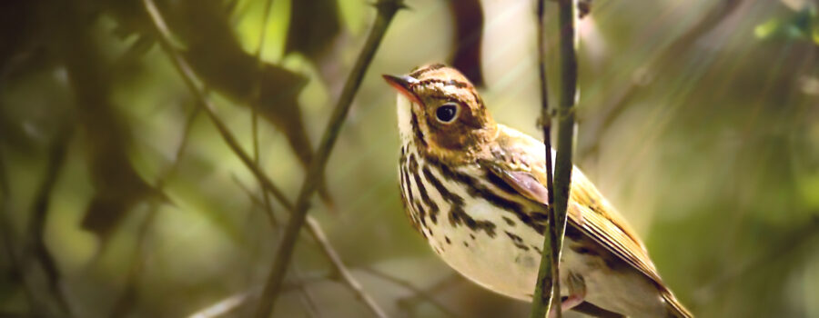 This little oven bird has just recently arrived in central Florida, one of the first fall visitors.