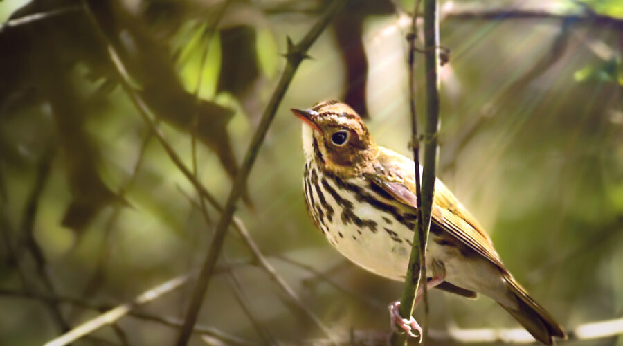 This little oven bird has just recently arrived in central Florida, one of the first fall visitors.