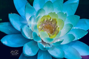 A colorful lotus flower with its glowing yellow center is enhanced with the addition of some sparkling lights.