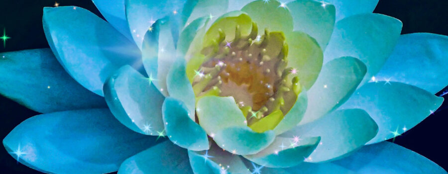 A colorful lotus flower with its glowing yellow center is enhanced with the addition of some sparkling lights.