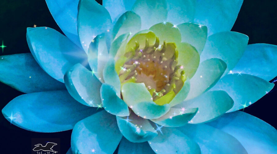 A colorful lotus flower with its glowing yellow center is enhanced with the addition of some sparkling lights.