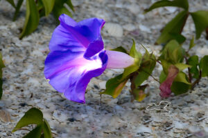 Blue morning glories grow well in the poor soil of beaches.