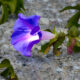 A Wonderful Thing About Florida Beaches are Morning Glories