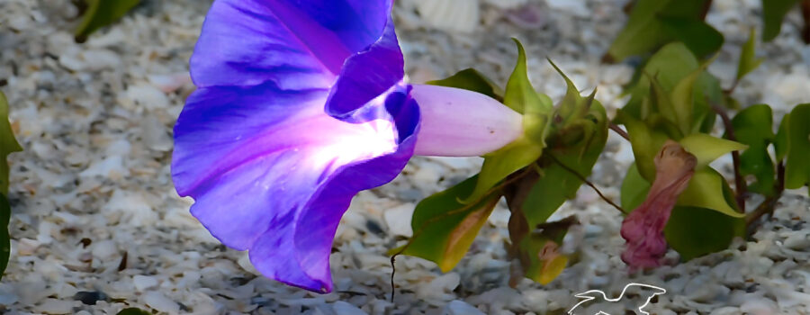 Blue morning glories grow well in the poor soil of beaches.