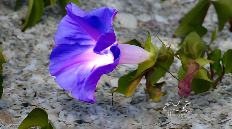 Blue morning glories grow well in the poor soil of beaches.