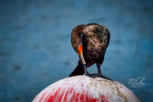 It’s important for cormorants and other diving birds to keep their feathers clean and healthy. But it appears that a clean perch isn’t required for this.