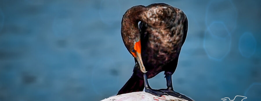 It’s important for cormorants and other diving birds to keep their feathers clean and healthy. But it appears that a clean perch isn’t required for this.