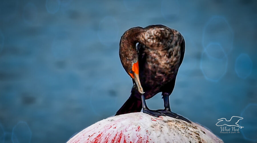 It’s important for cormorants and other diving birds to keep their feathers clean and healthy. But it appears that a clean perch isn’t required for this.
