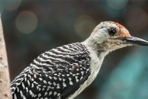 A young red bellied woodpecker perches in a tree, remaining very alert to everything going on in the forest around him.