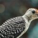 Beautiful Red Bellied Woodpeckers are Always Alert