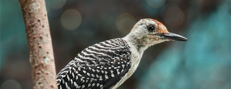 A young red bellied woodpecker perches in a tree, remaining very alert to everything going on in the forest around him.
