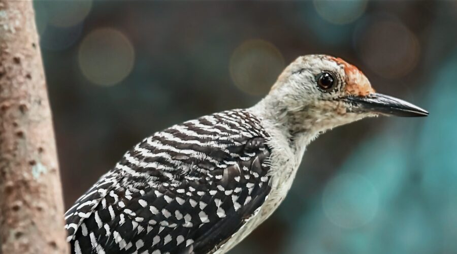 A young red bellied woodpecker perches in a tree, remaining very alert to everything going on in the forest around him.
