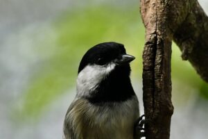 This Carolina chickadee searches along a dead branch for insect eggs and larvae.