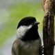 Chickadees Will Look Almost Anywhere for a Delicious Meal